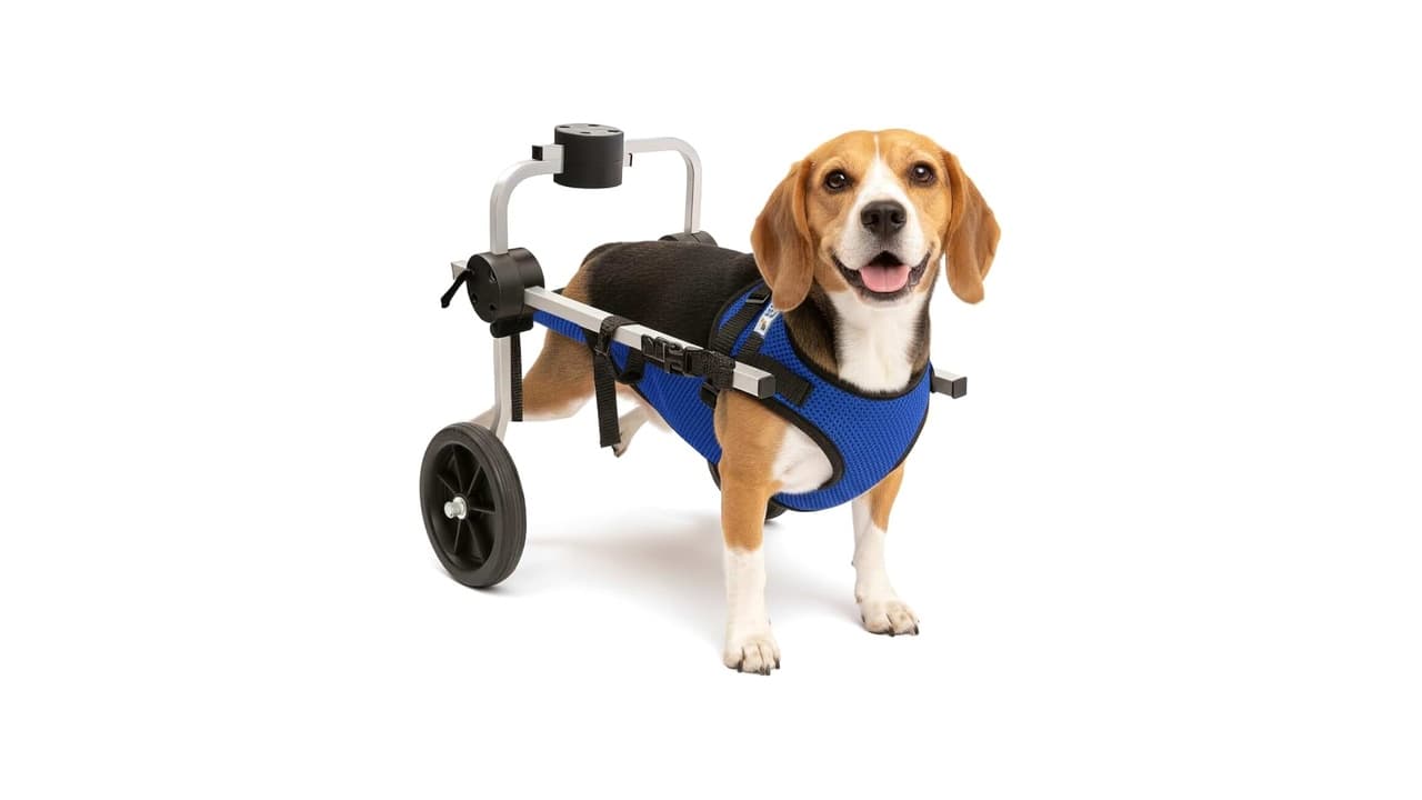 Top 10 Melhores Cadeiras de Rodas para Cachorro: Qual Oferece Mais Conforto e Mobilidade?
