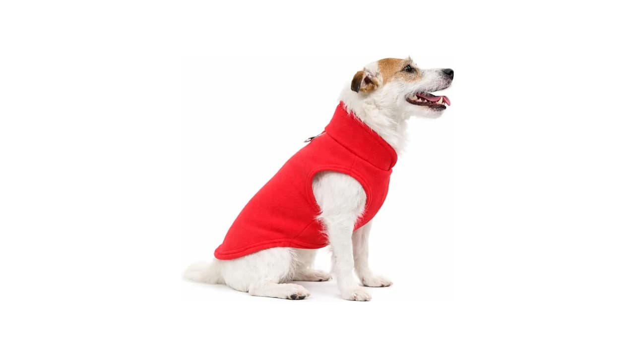 Top 10 Melhores Roupas de Lã para Pet: Quais São as Mais Quentes e Confortáveis?