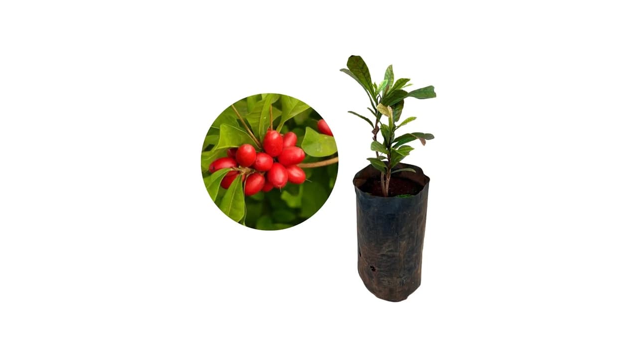 Top 10 Melhores Fruta do Milagre: Qual Transforma Azedo em Doce?
