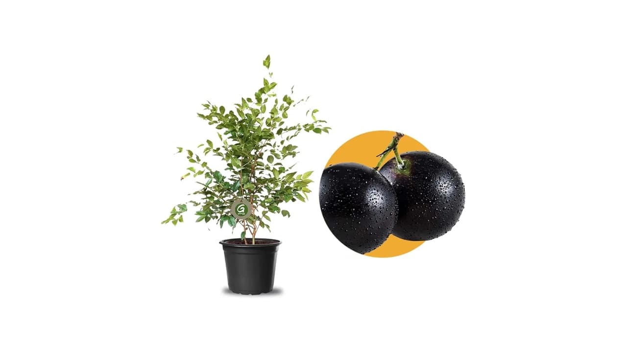 Top 10 Melhores Frutíferas para Vaso: Qual se Adapta Melhor ao Seu Espaço?